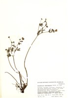 藏品(德國翻白草)的圖片